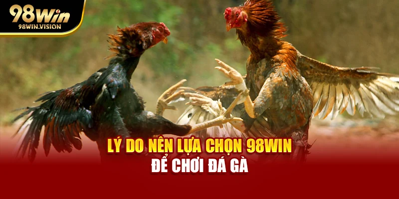 Lý do nên lựa chọn 98WIN để chơi đá gà